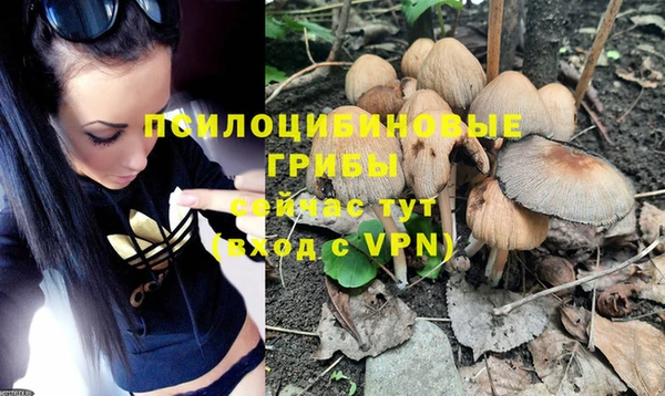 PSILOCYBIN Новокубанск